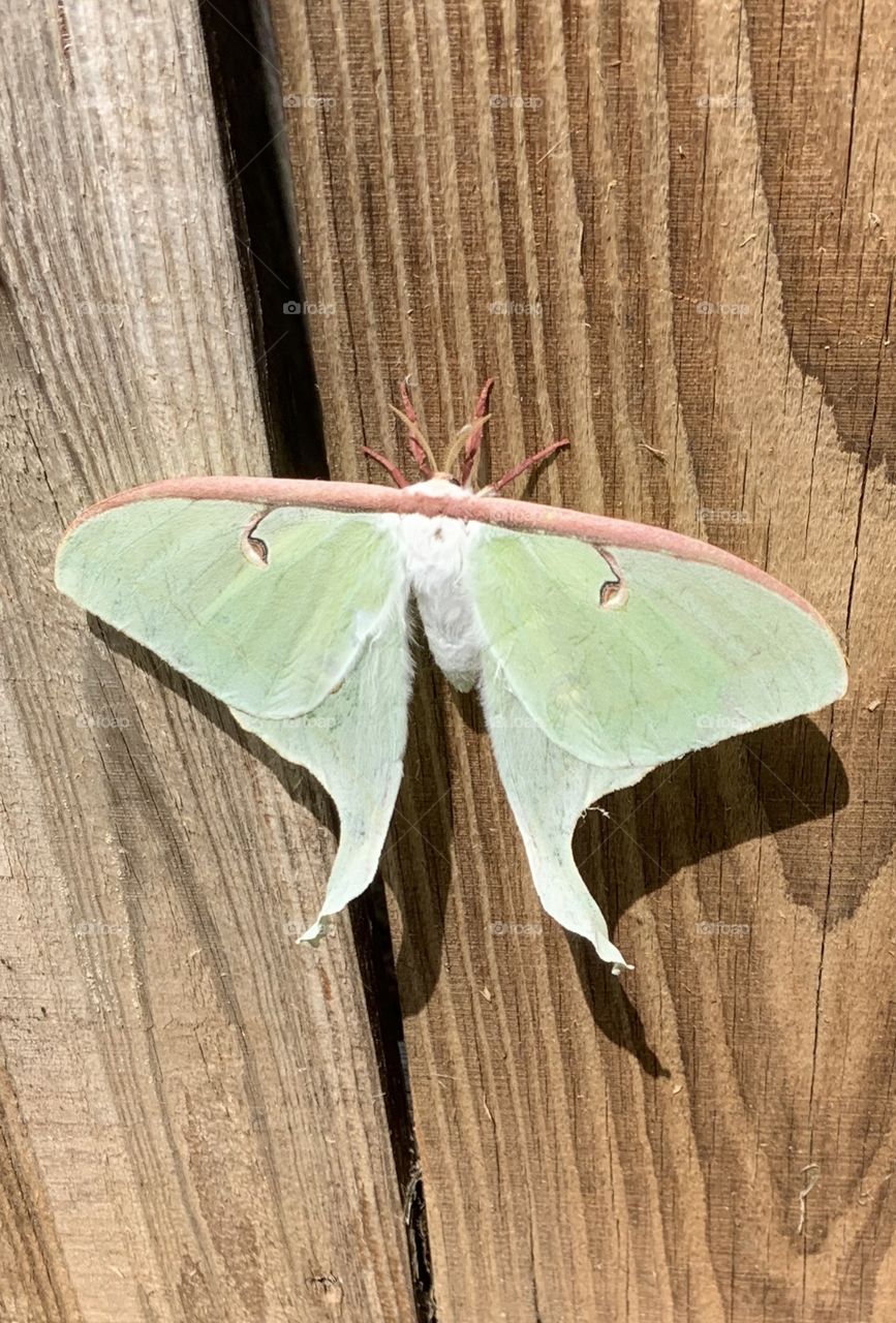 Moth insect wildlife wings 