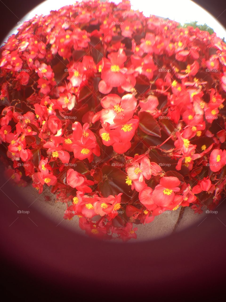 Small red flowers through a fish eye lens.