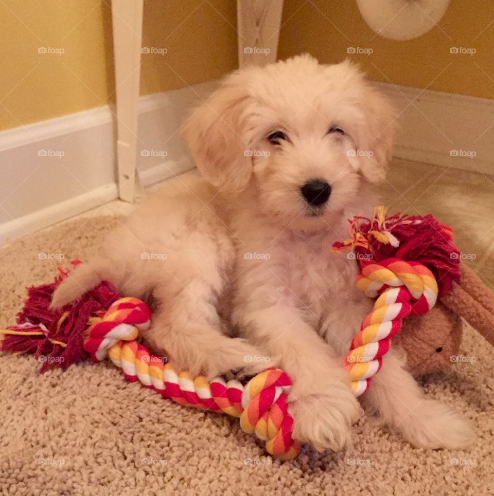 Our new goldendoodle, Piper. 