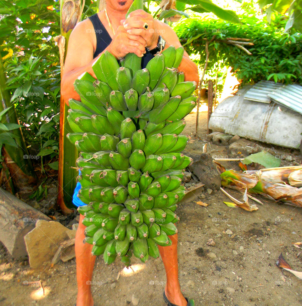 Fresh!! just cut from the tree, bananas