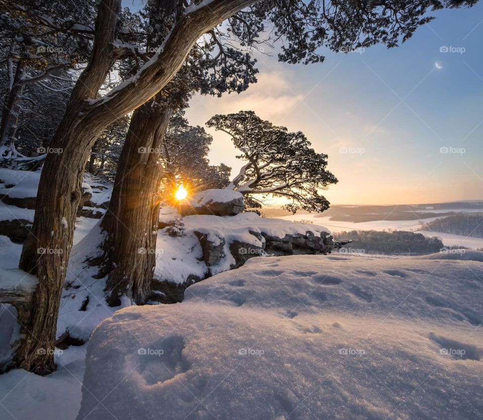 A snowy landscape of cedar trees and cliffs is lit up at sunrise with the moon overhead