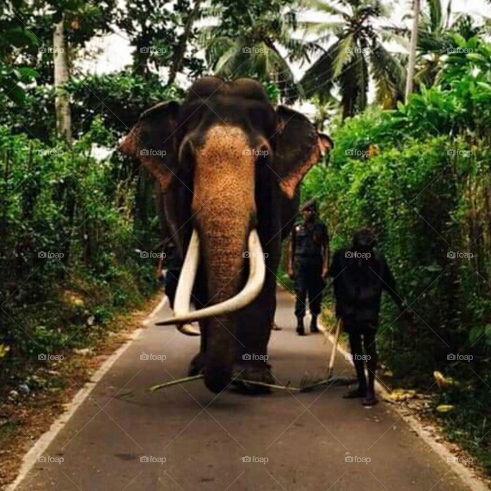 elephant of nedungamuwe raaja - srilanka