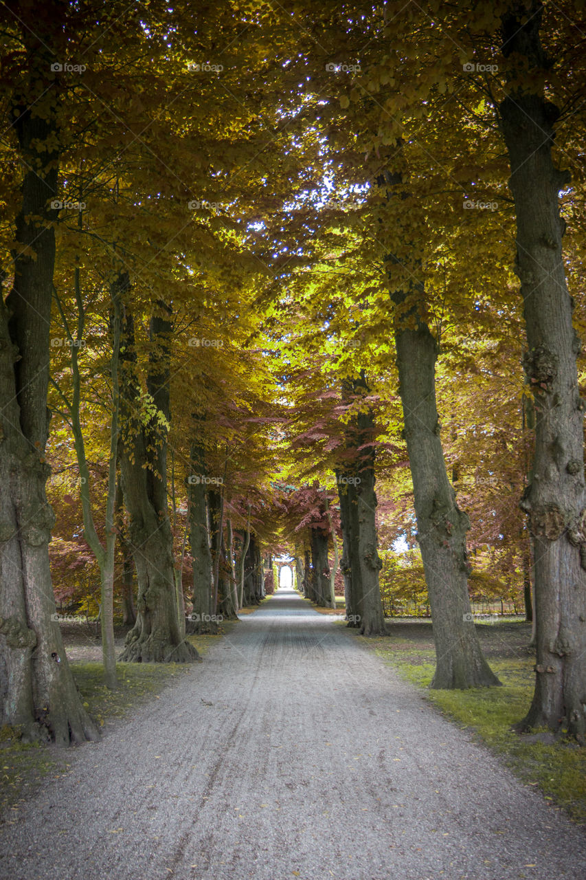 Fall, Leaf, Park, Wood, Tree