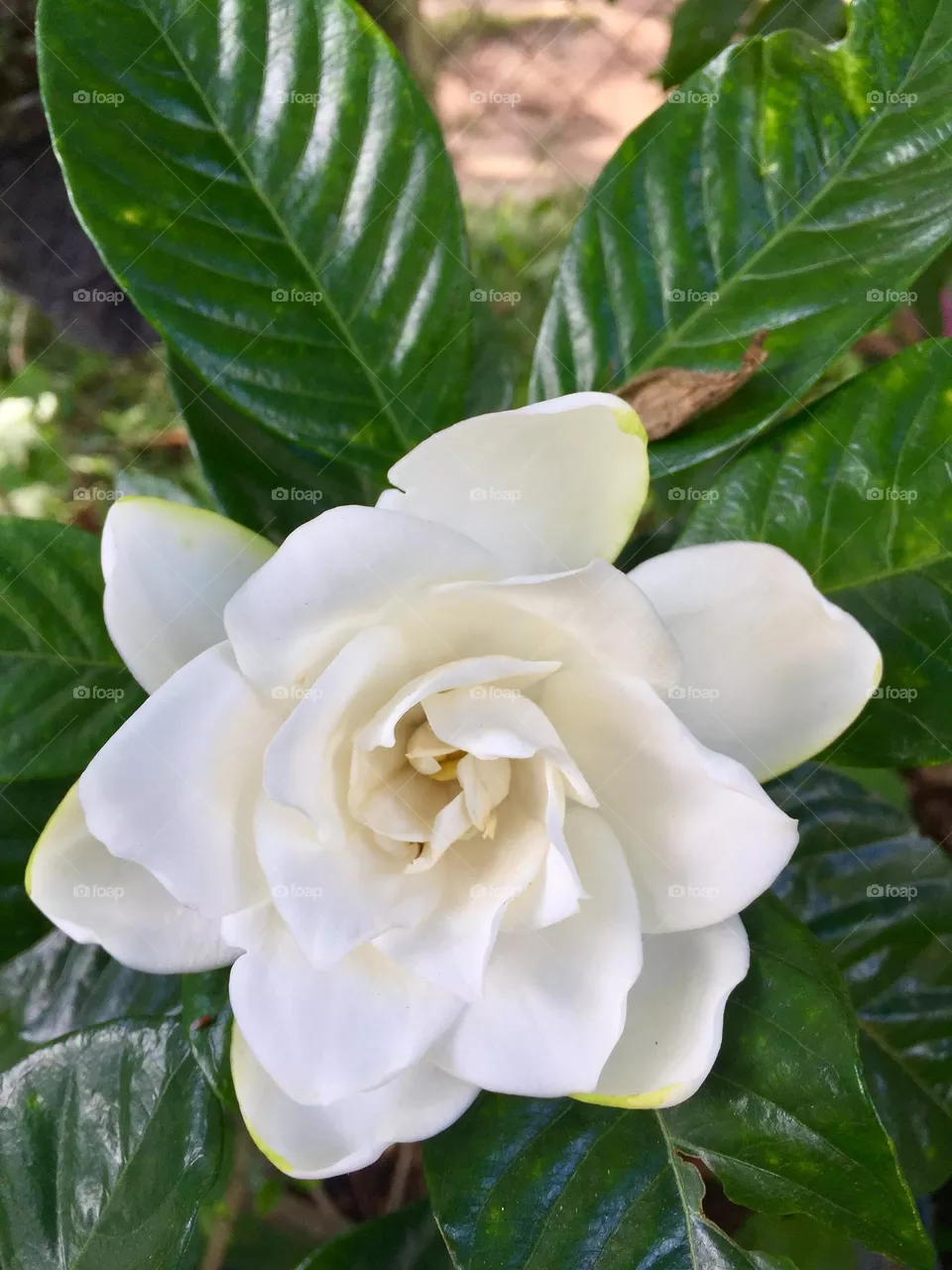 FLOWER