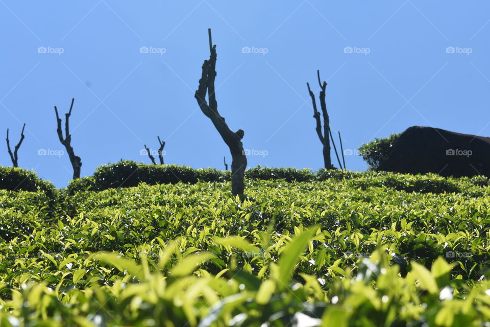 Close up snap of tea bushes