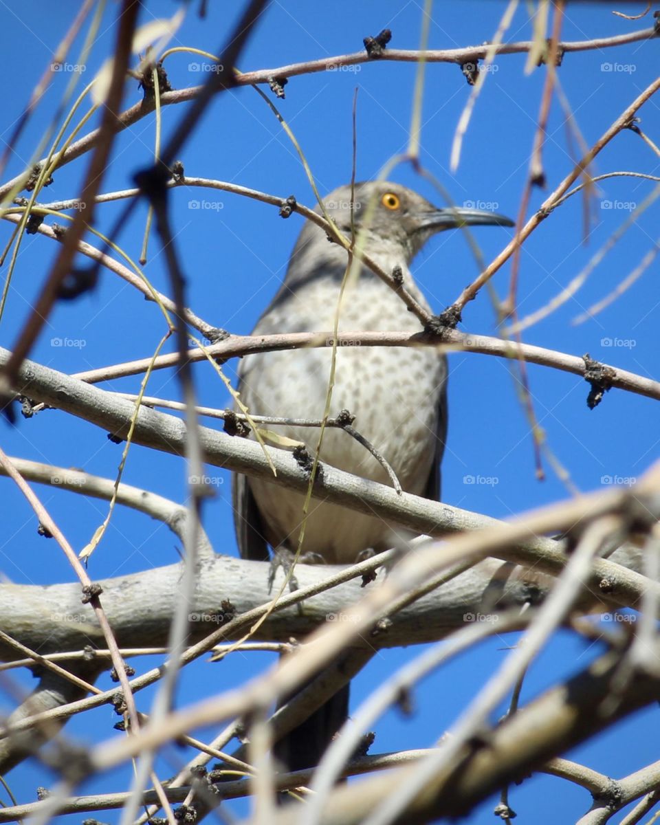 Curb-Billed Thrasher 
