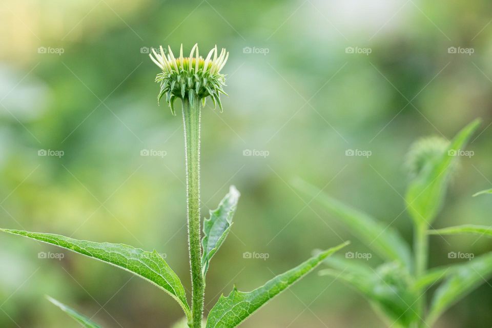 Floral background 