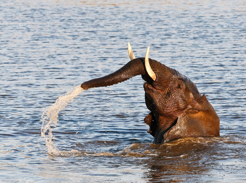 fun water playing swimming by mike007
