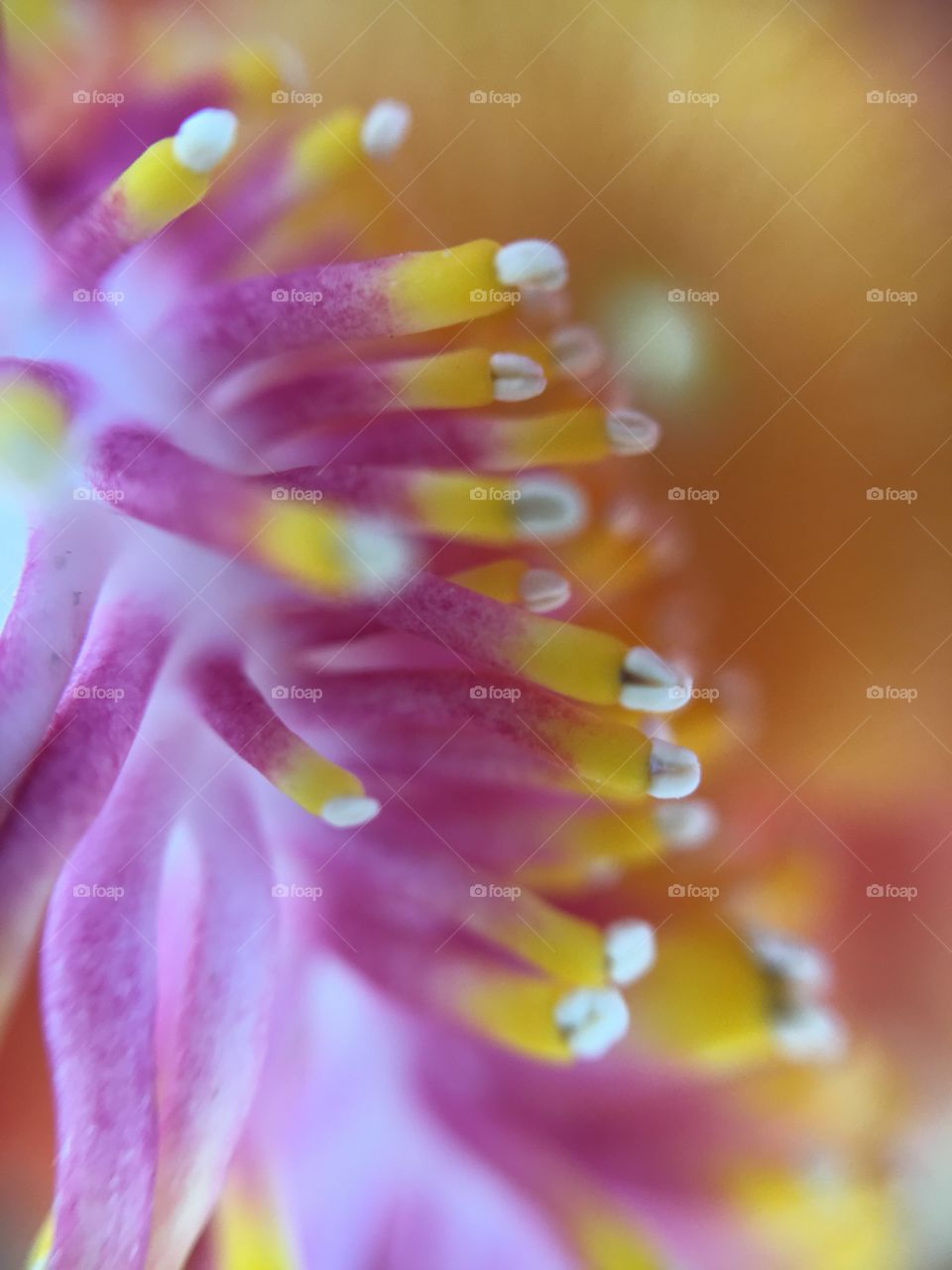 Close up pink color flower