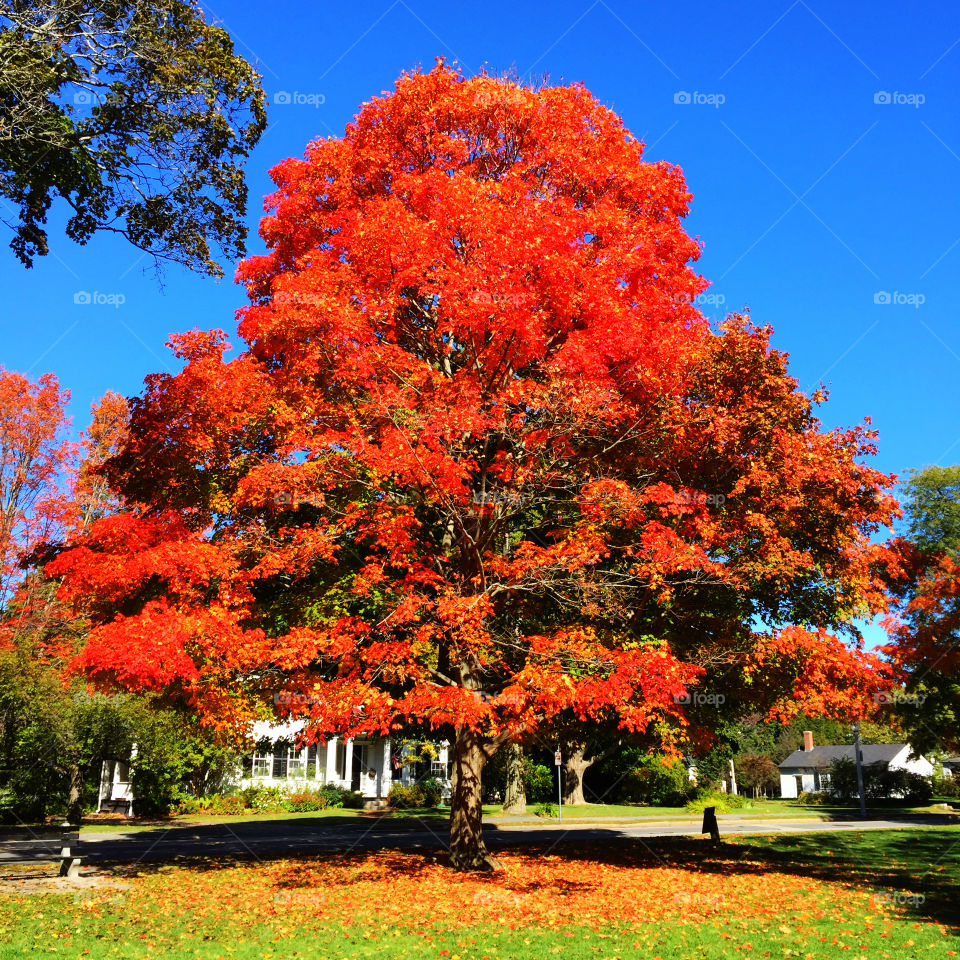 Autumn tree with red leaves in park