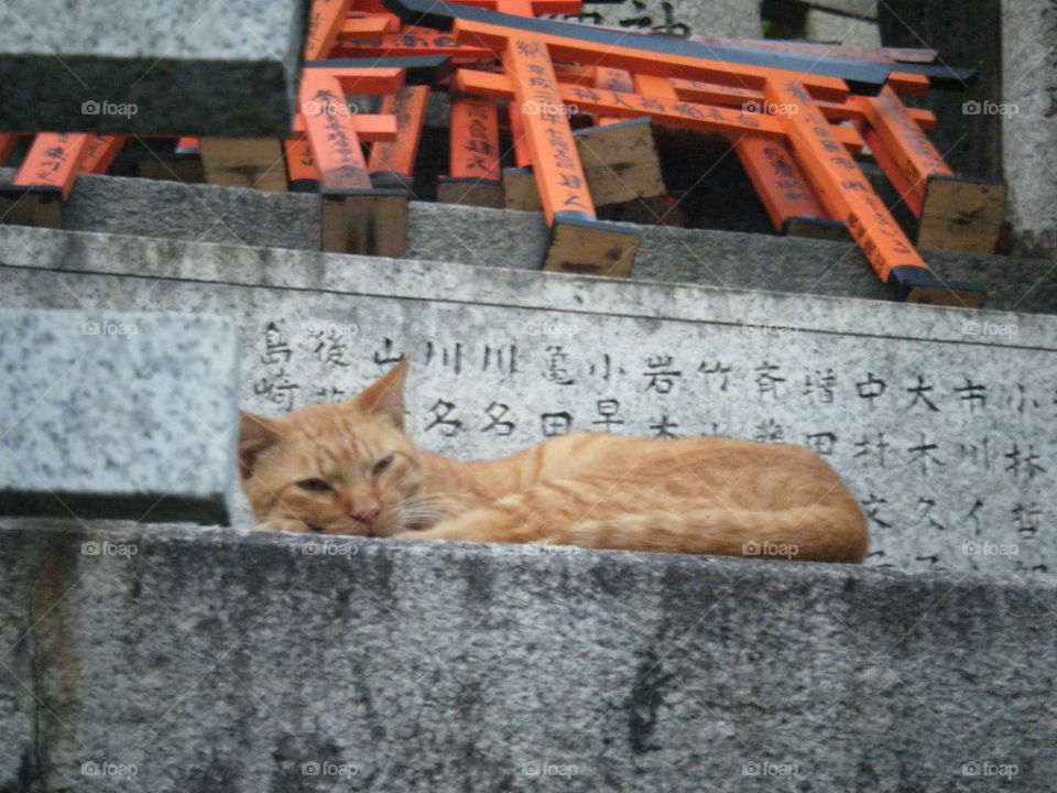 Outdoor cat nap at the shrine.