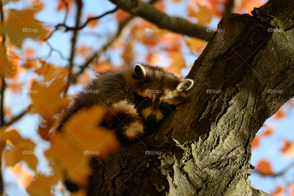 Sleepy raccoon in a early fall morning