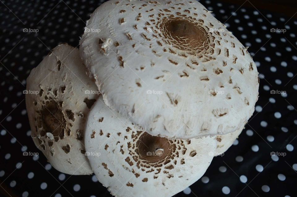 mushroom edible -Parasol mushroom ( Macrolepiota procera)