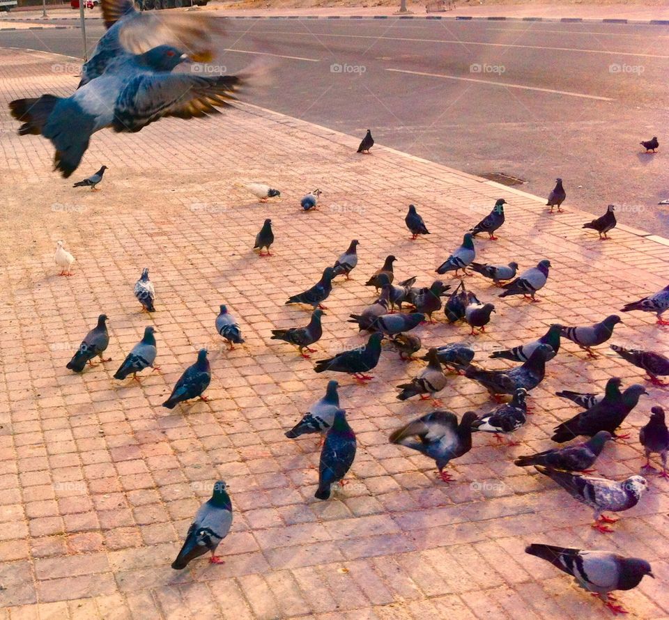 Peaceful Pigeons 