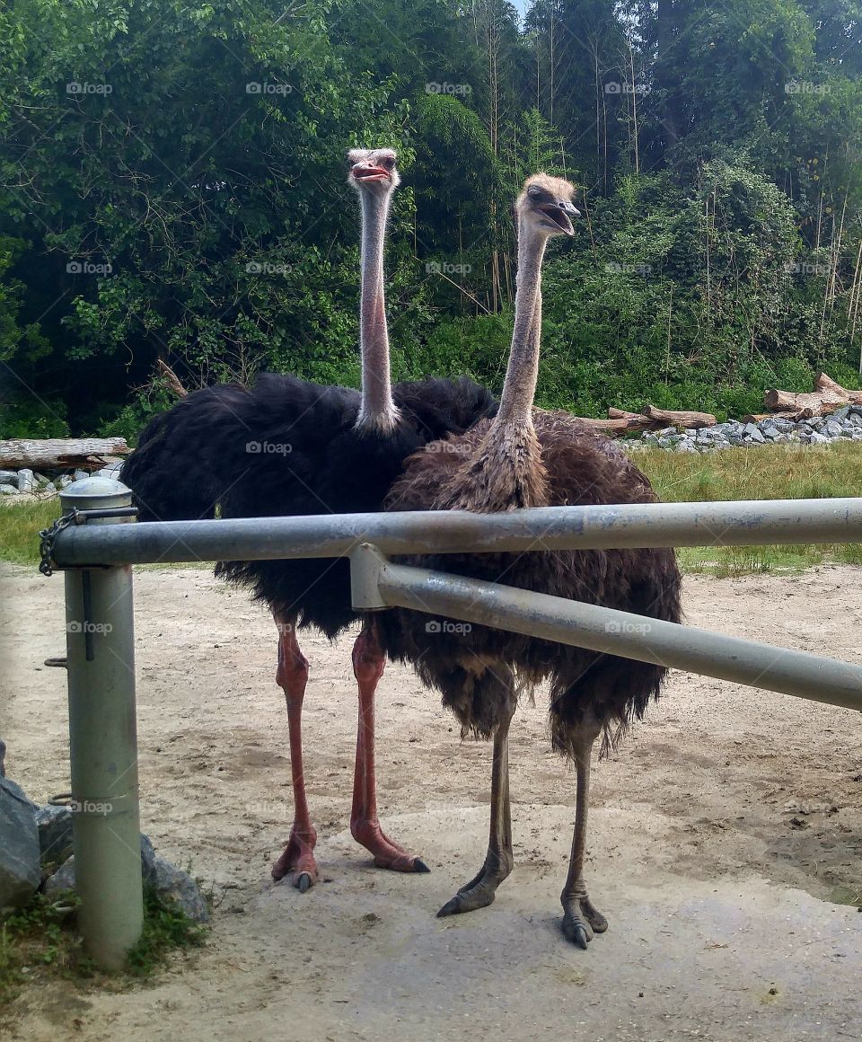 ostrich