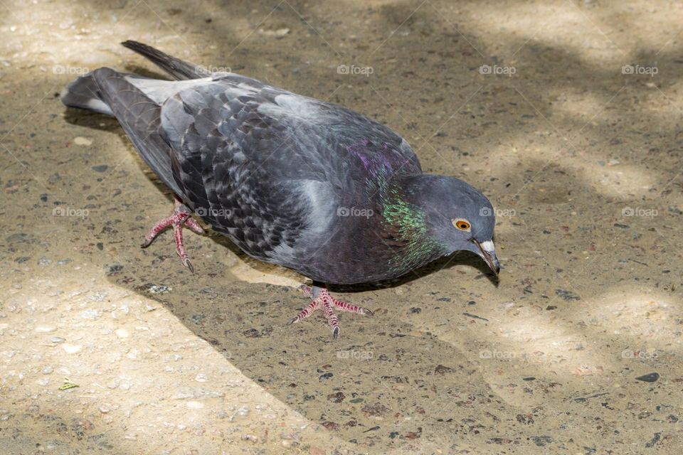 Pigeon.