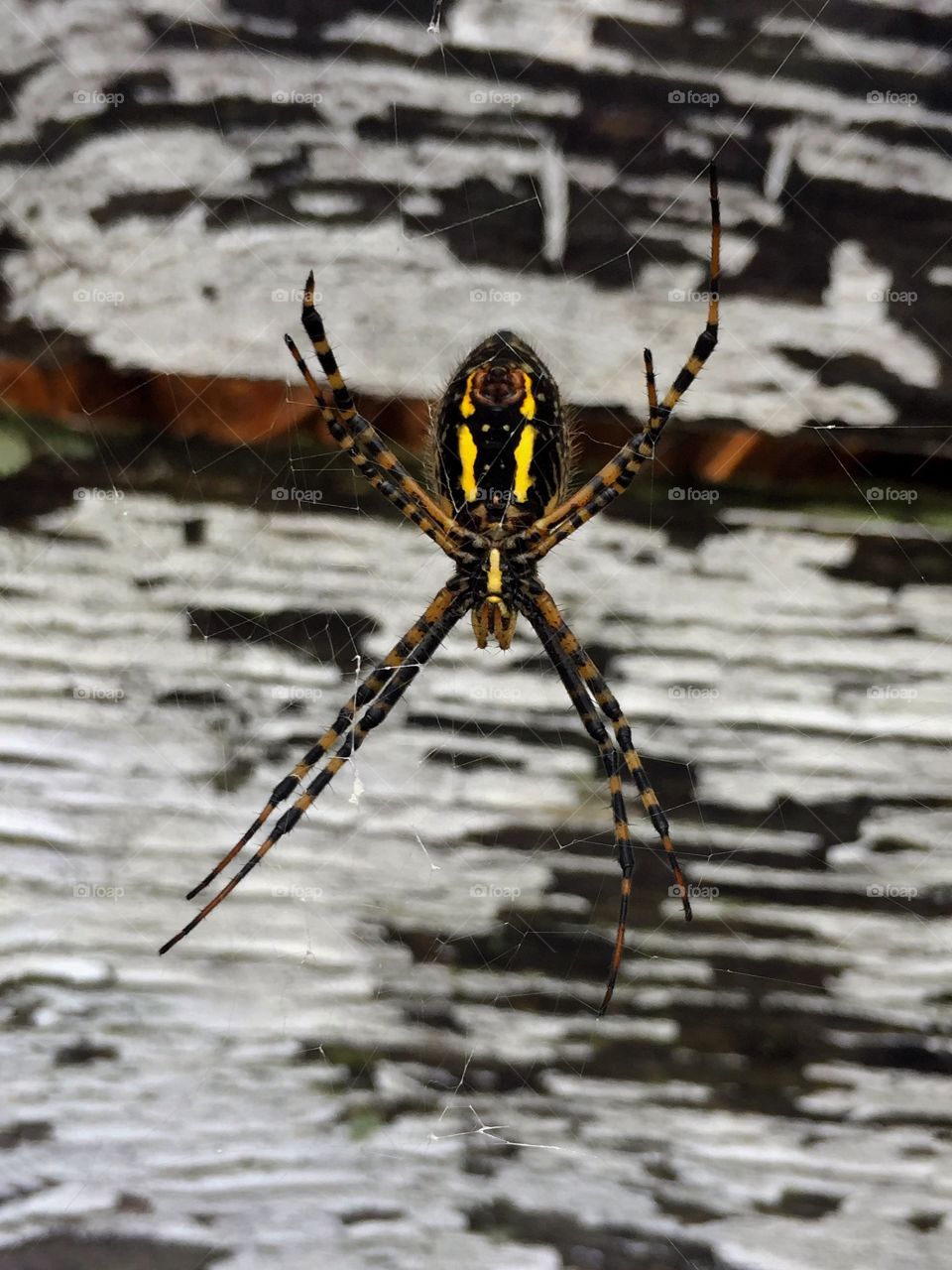 Yellow Garden Spider 