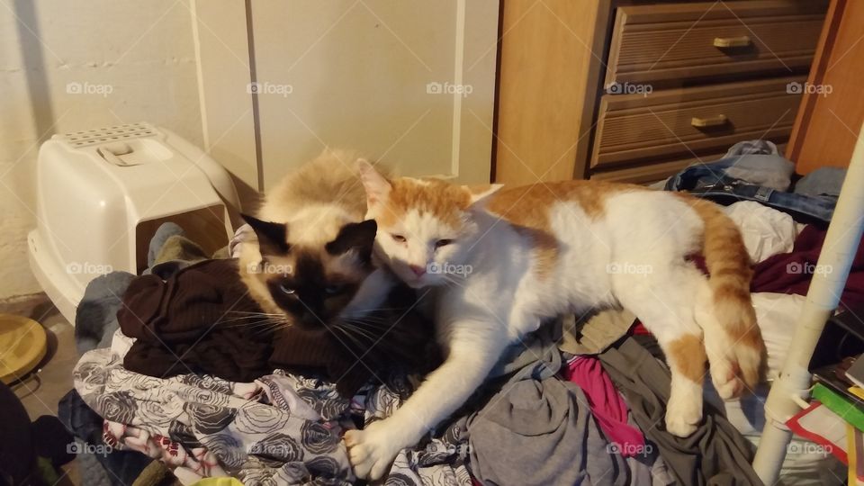 cats in chaos. cats cuddling on a pile of laundry
