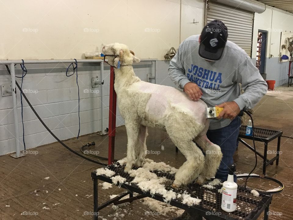 Shearing a FFA lamb before a stock show. 