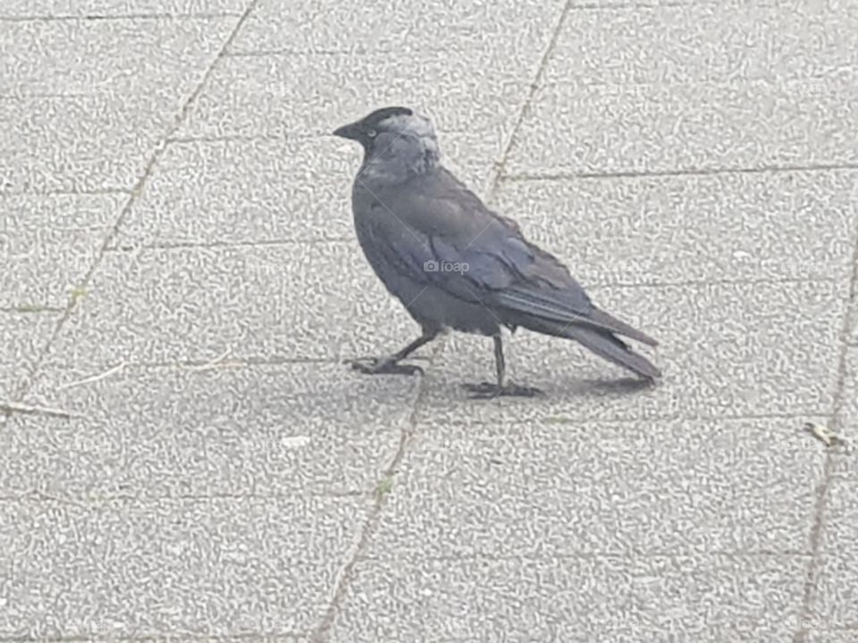 A jackdaw bird You can see that it is a chew on its gray head.
