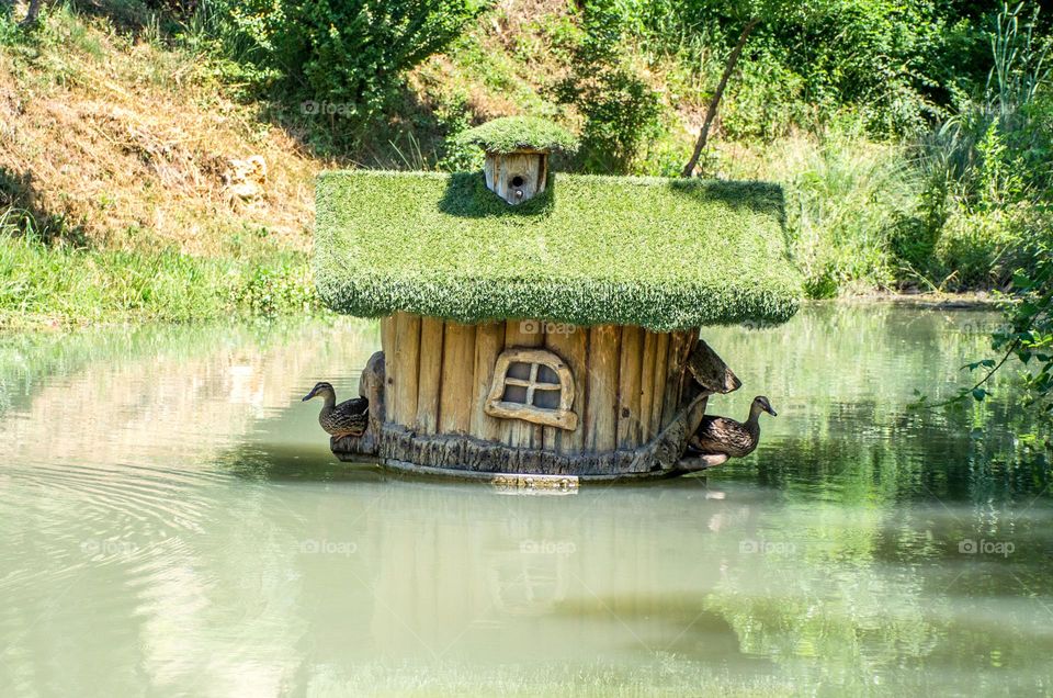 Two ducks show up from a beautiful house in the water