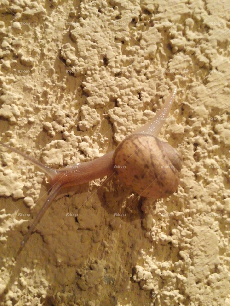 Snail on the wall