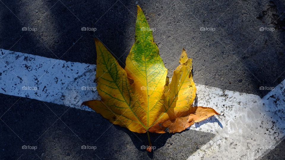 High angle view of dry autumn leaf