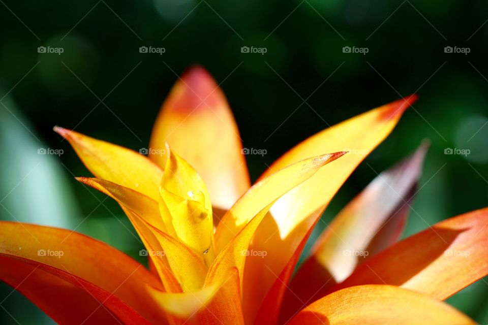 Extreme close-up of flower