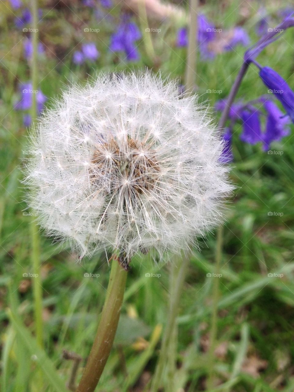 Dandelion 