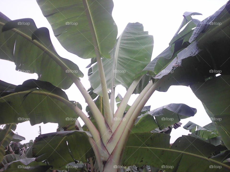 plantain in Africa
