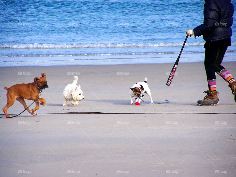 Dogs day at the beach. A pack of pups playing ball with mom at the beach.