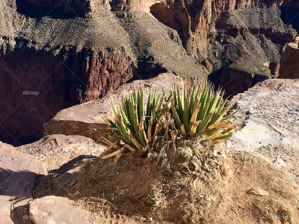 A rare sighting of vegetation on the rocky edge