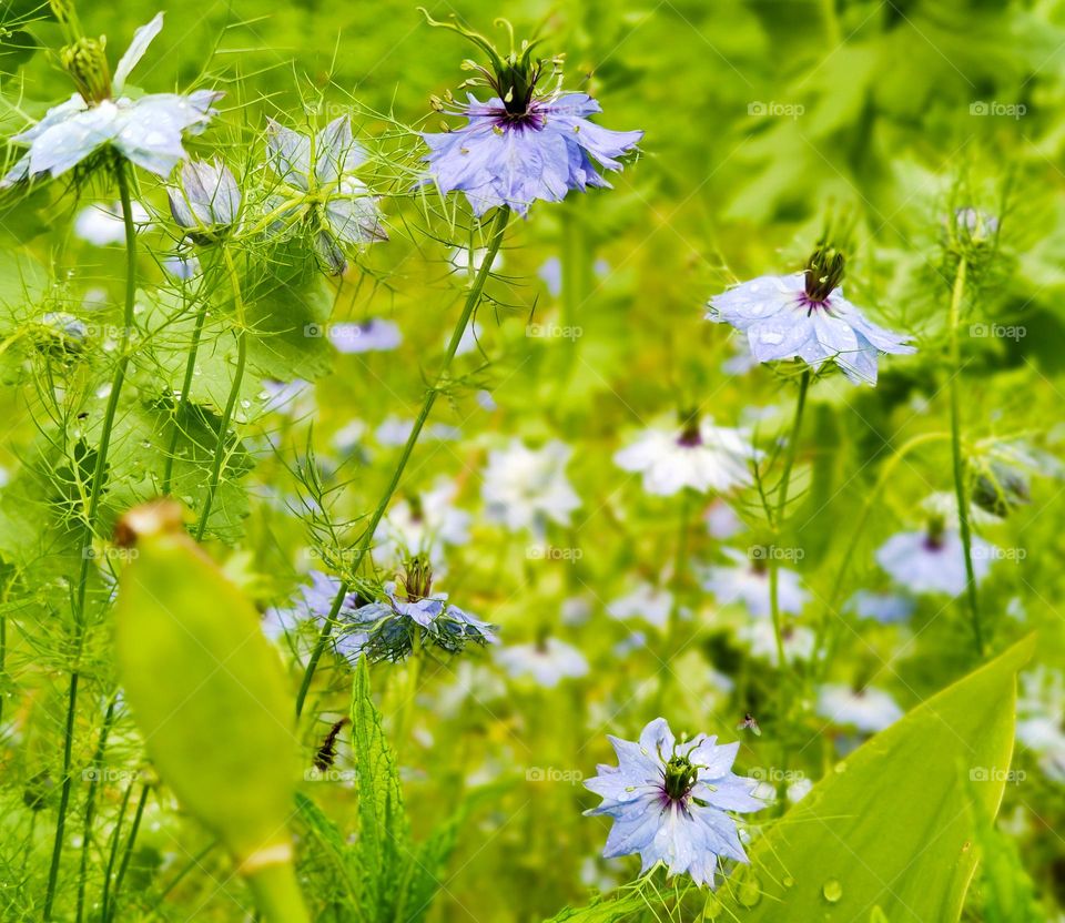 Spring garden in blue and green