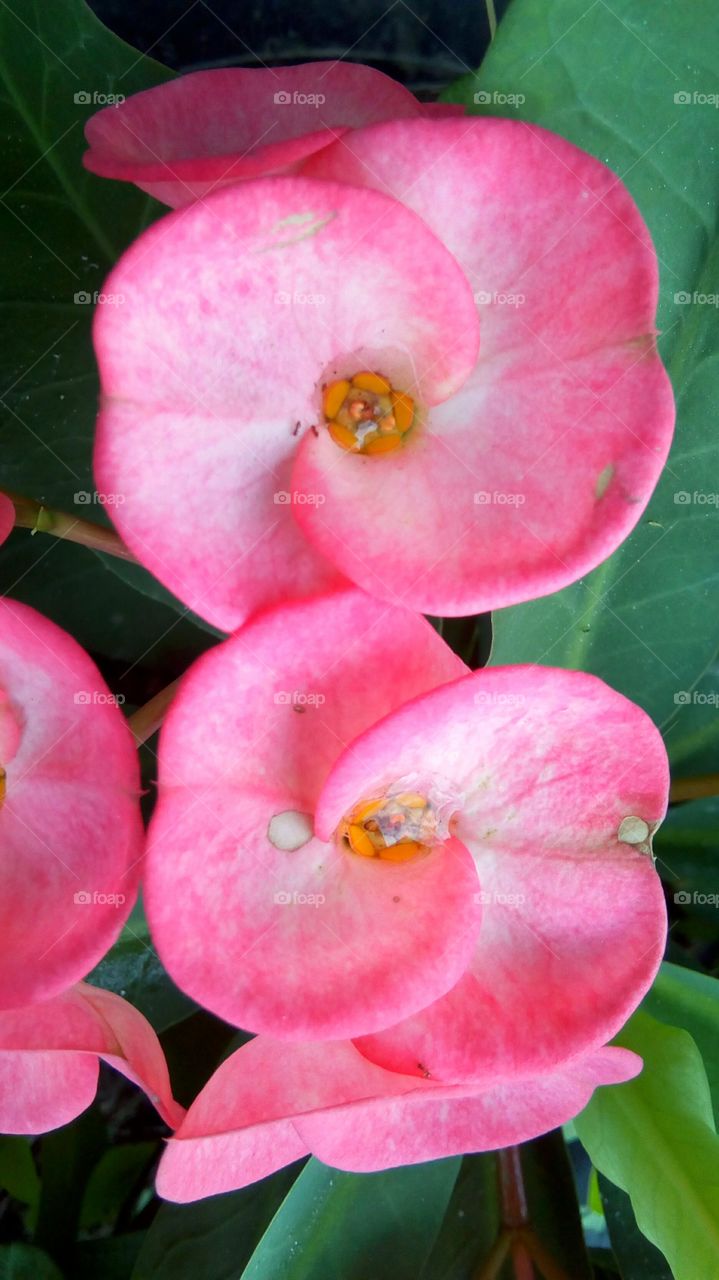 Pink Flower