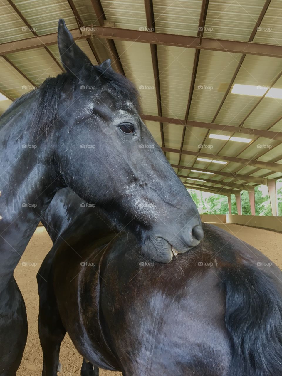 Belgian blacks, stallions, Clydesdale, beautiful black horse, equine, Staples, equine therapy, beautiful creature, shimmering, sleek, “Black is beautiful”