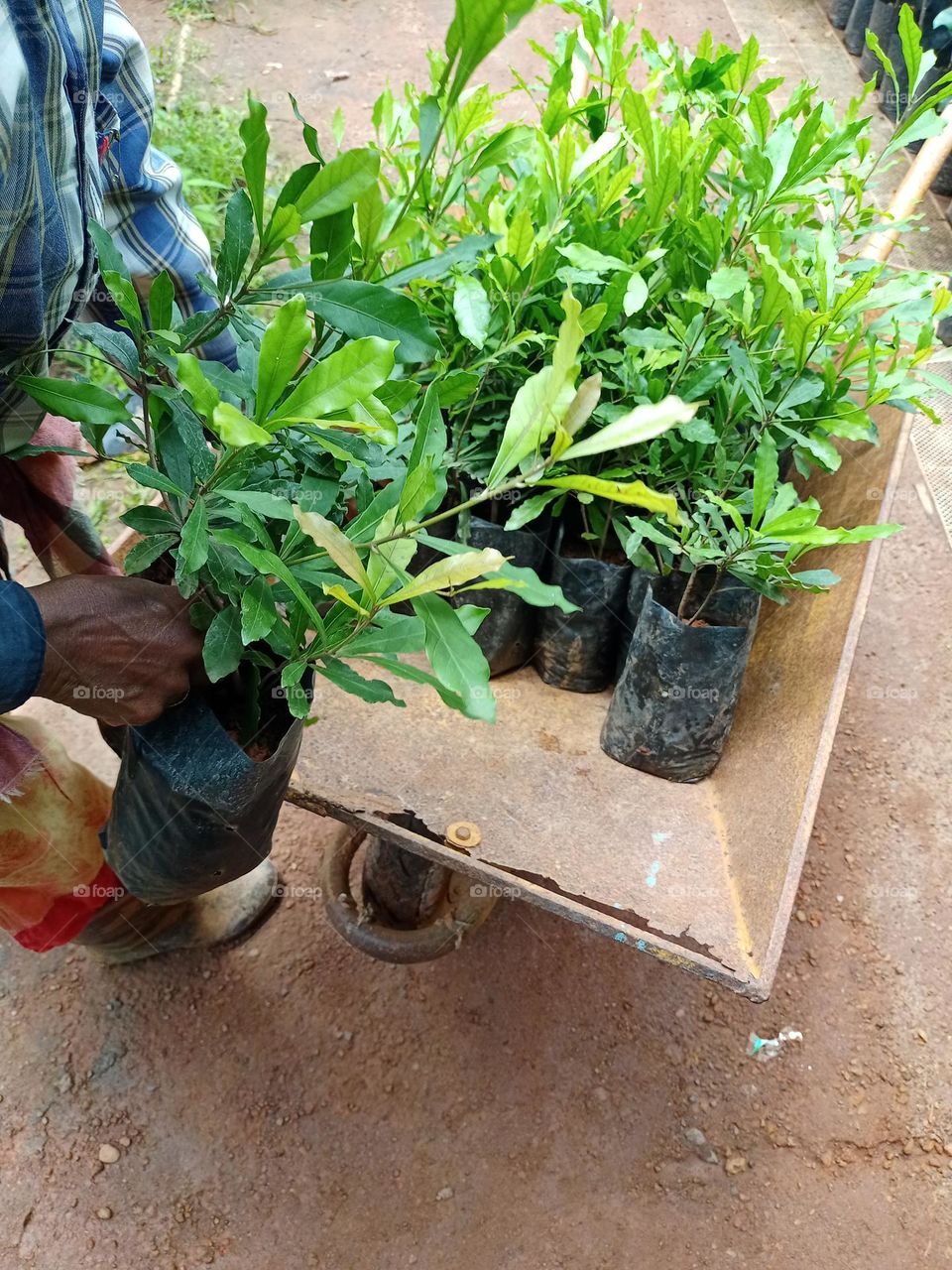 woman collecting plants on the metal trolley for delivery to castmar in nursery