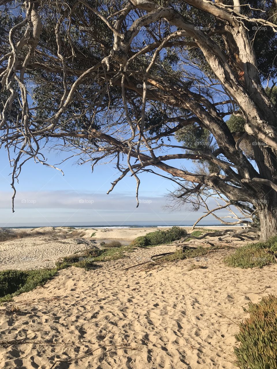 Pismo Beach with tree