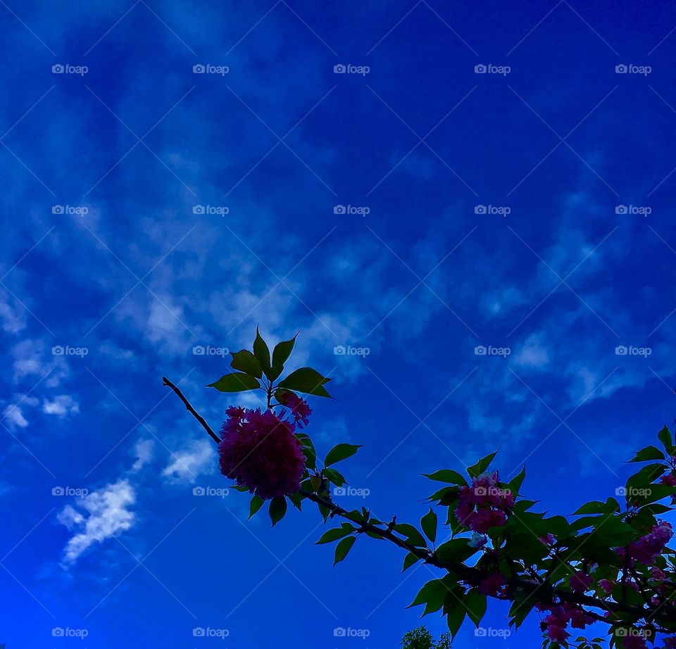 Flowering trees petals pink vivid blue sky