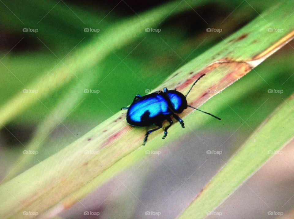 garden blue bug iridescent by quizknight