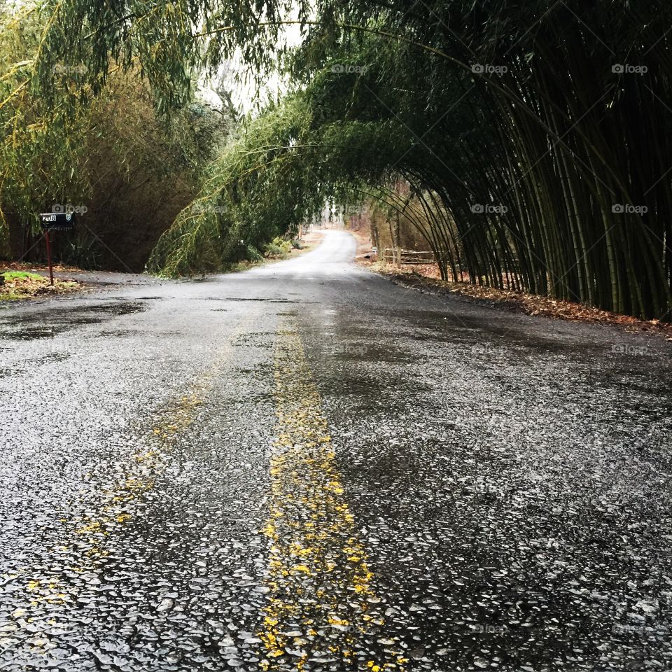 Icy roads and bending trees