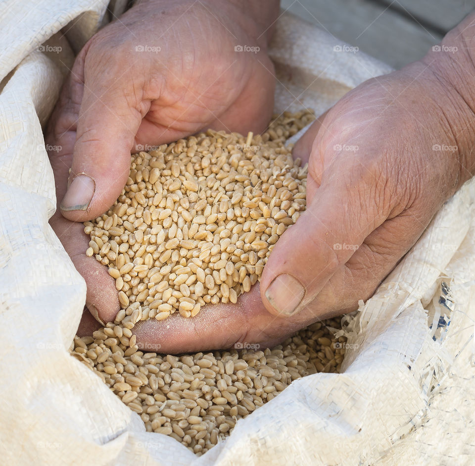 A man's hands hold harvested wheat grains over a bag.