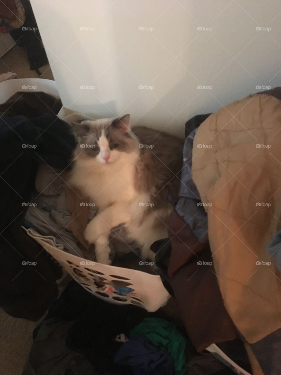 Cat in basket 