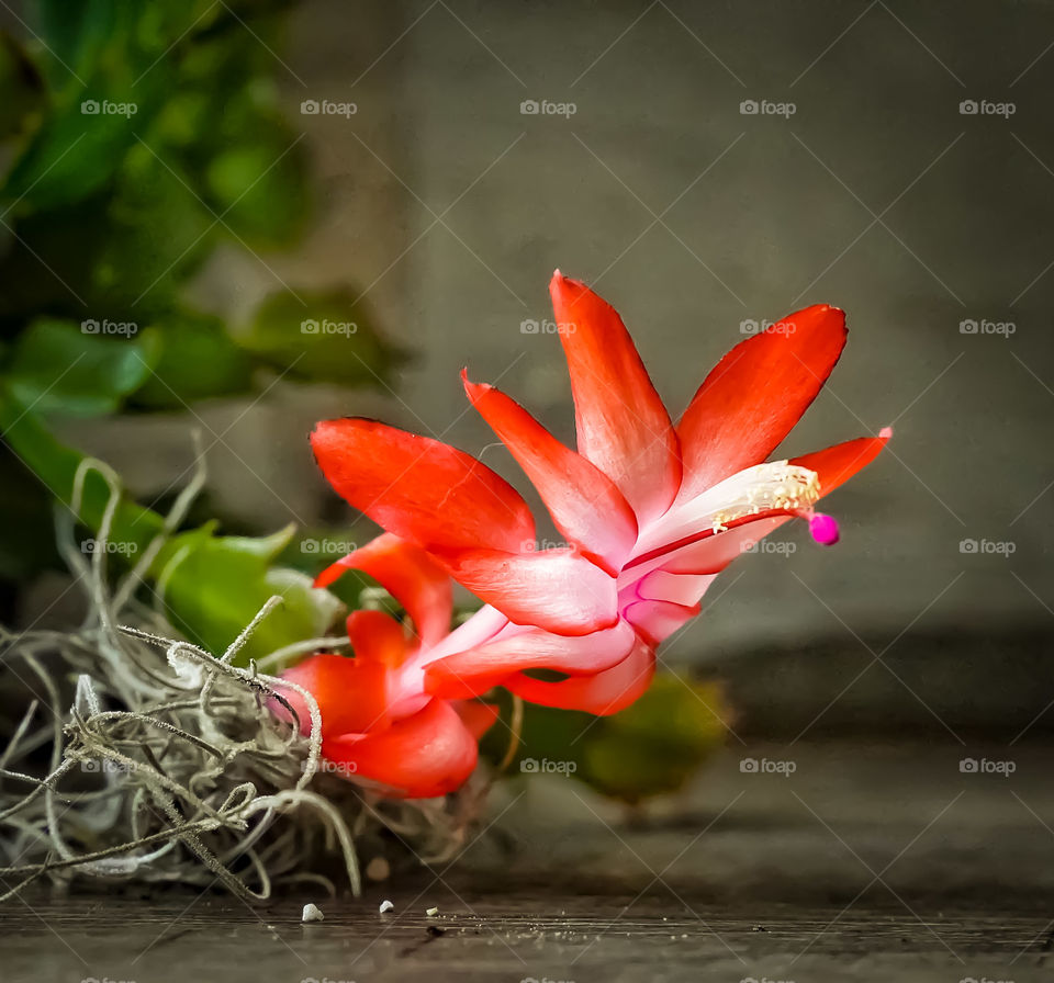 A very rare occasion for the Christmas Cactus to bloom in the spring, it's beautiful red petals look like a bird in flight.