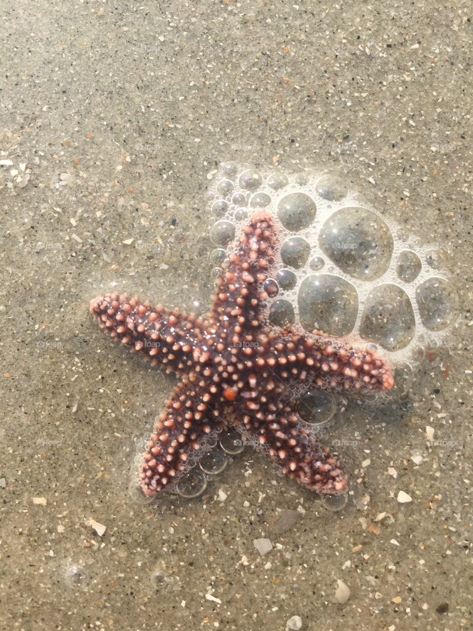 Starfish on the beach 