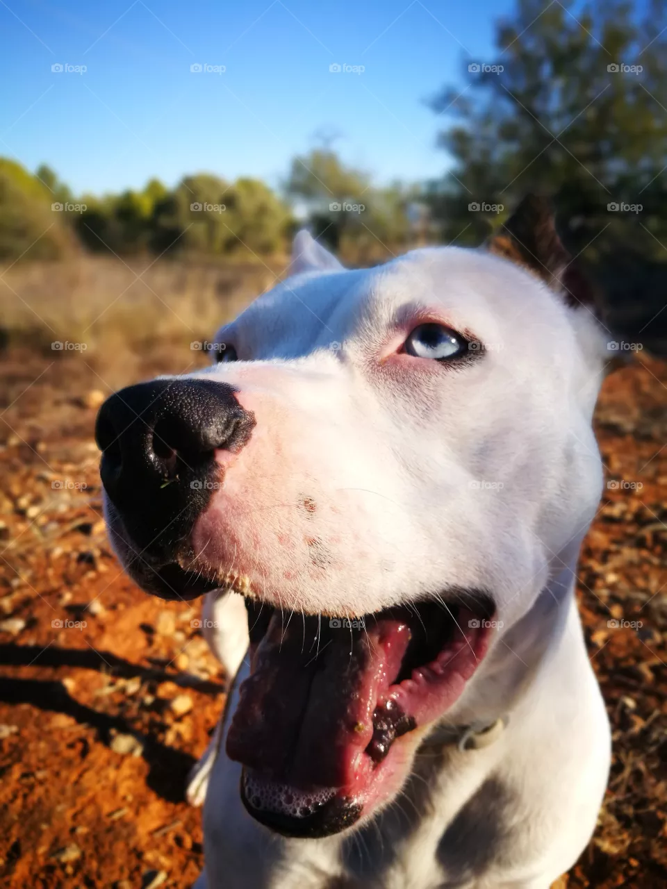 dog