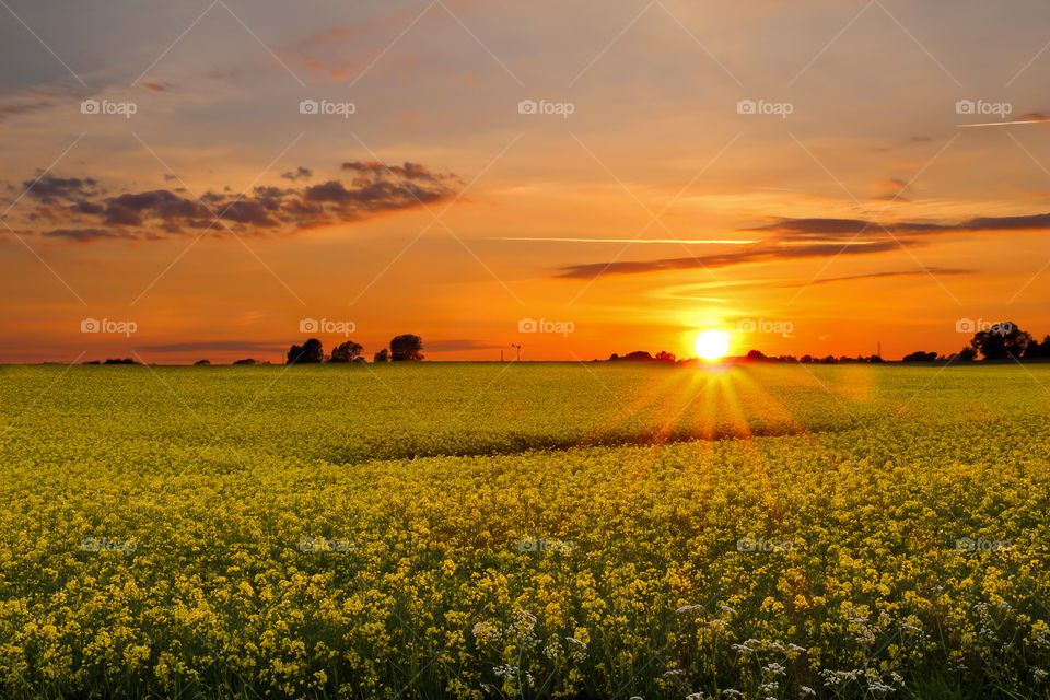 Yellow Rape field in sunrise sunset spring golden hour 