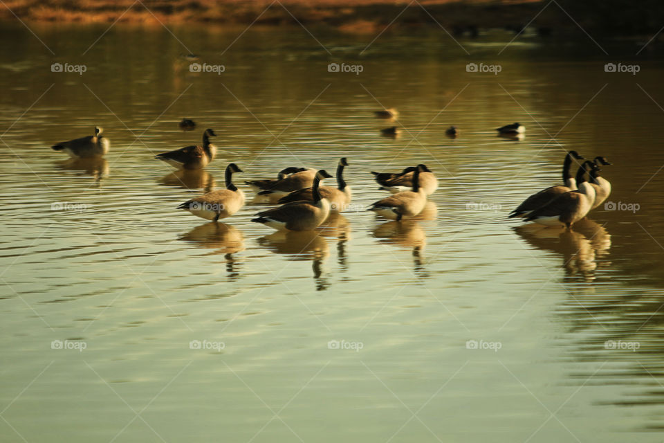 Canadian geese