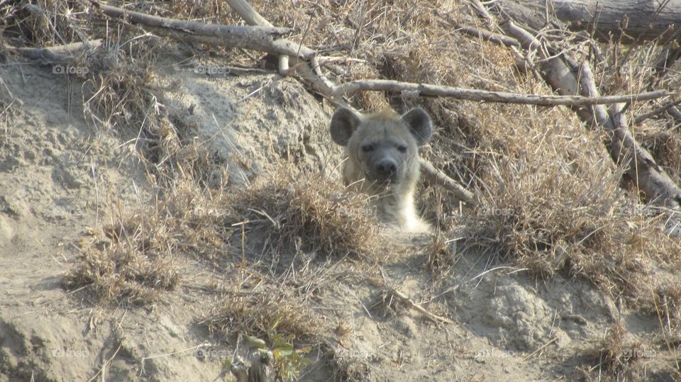 Hyena lookout