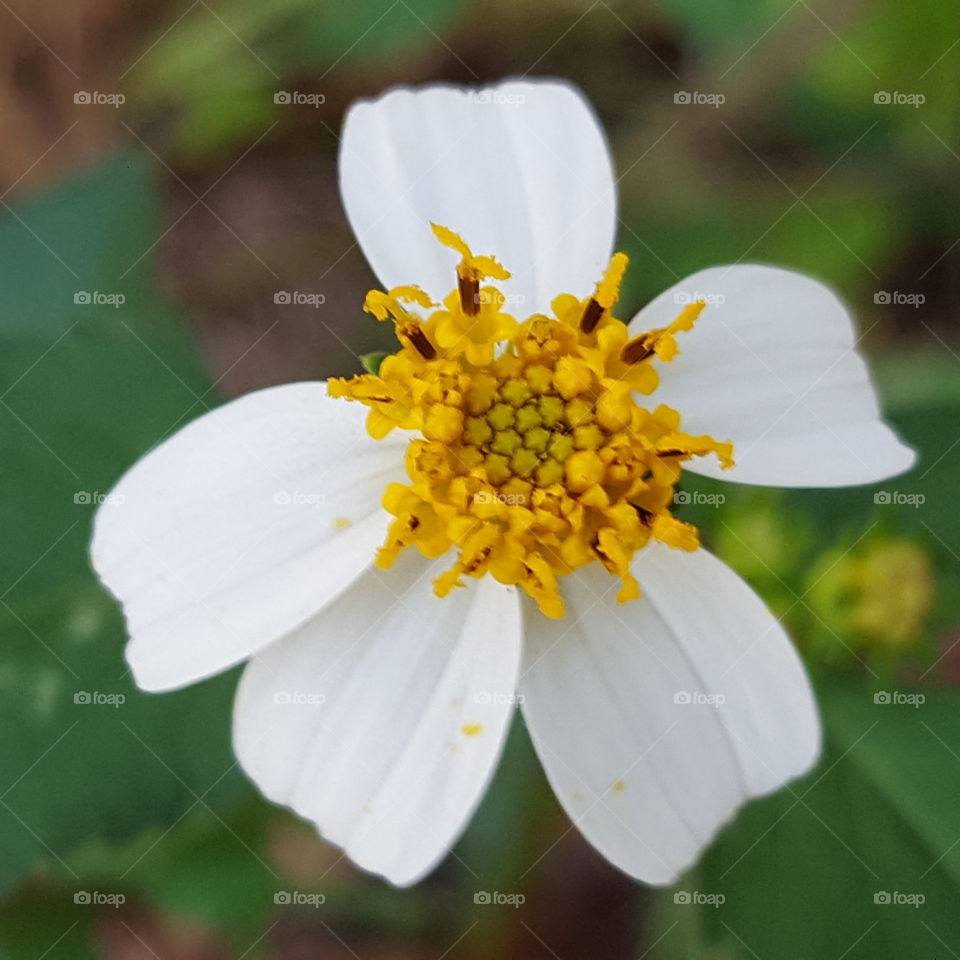 Nature, No Person, Flower, Summer, Leaf