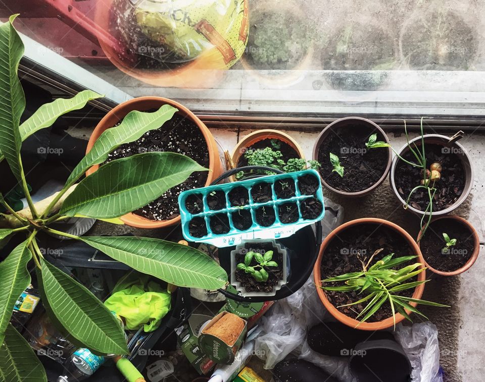 Dining room has been transformed into a little green area